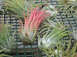 TILLANDSIA : IONANTA  VAR. FUEGO